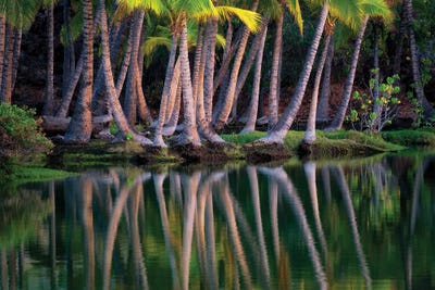 Palm Reflection II by Dennis Frates canvas print