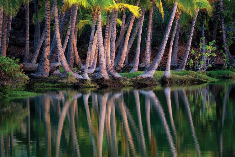 Palm Reflection II