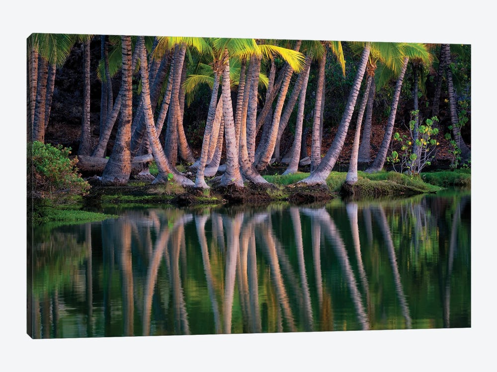 Palm Reflection II by Dennis Frates 1-piece Canvas Art Print