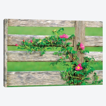 Rose On Fence Canvas Print #DEN807} by Dennis Frates Canvas Art Print
