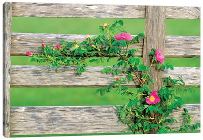 Rose On Fence Canvas Art Print - Gate Art