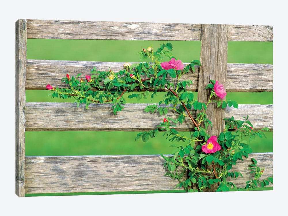 Rose On Fence by Dennis Frates 1-piece Canvas Art