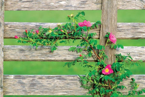 Gates: Rose On Fence by Dennis Frates