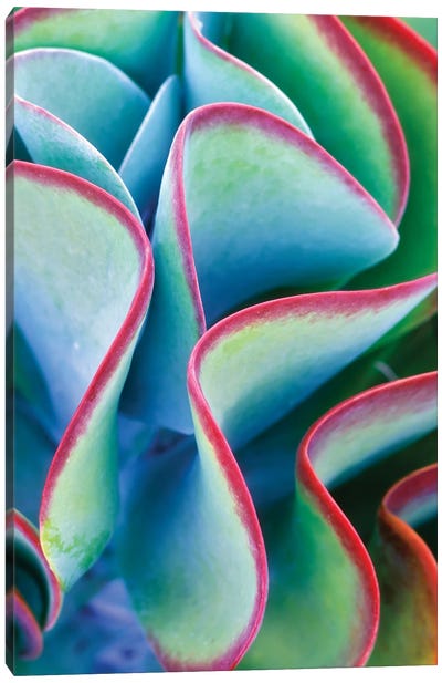 Tropical Succulent Canvas Art Print - Dennis Frates
