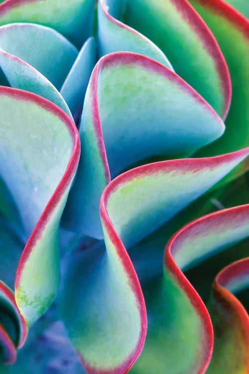 Tropical Succulent by Dennis Frates wall art