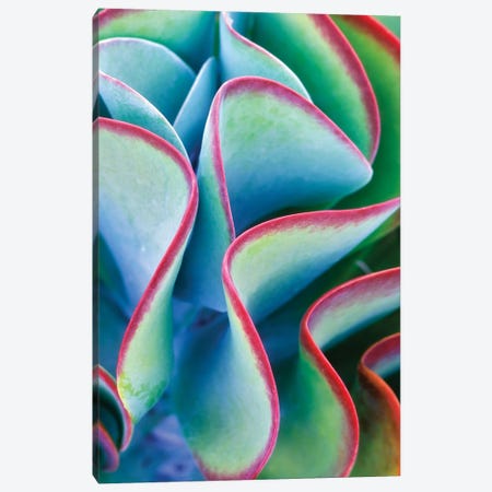 Tropical Succulent Canvas Print #DEN808} by Dennis Frates Canvas Artwork
