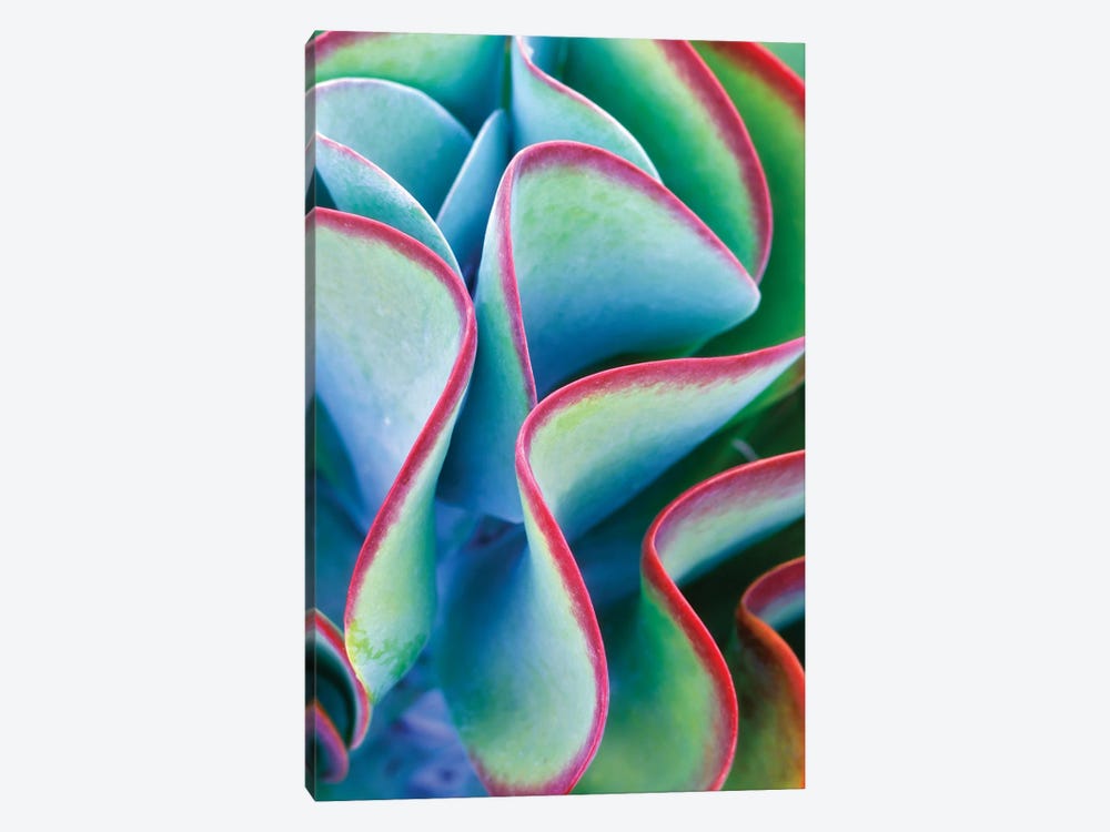 Tropical Succulent by Dennis Frates 1-piece Canvas Print