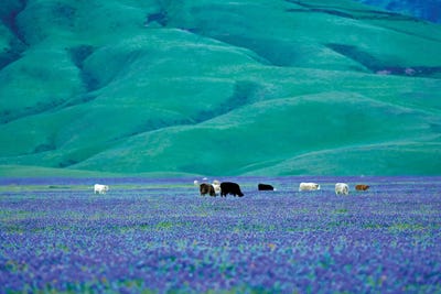 Cows In Lupine I by Dennis Frates canvas print