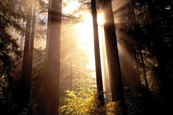 Mist & Fog: Autumn Fog II by Dennis Frates