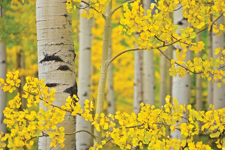 Aspen Autumn by Dennis Frates wall art