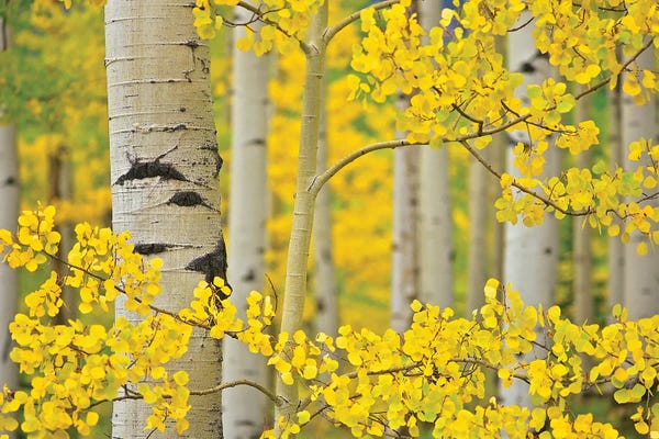 Aspen Trees: Aspen Autumn by Dennis Frates