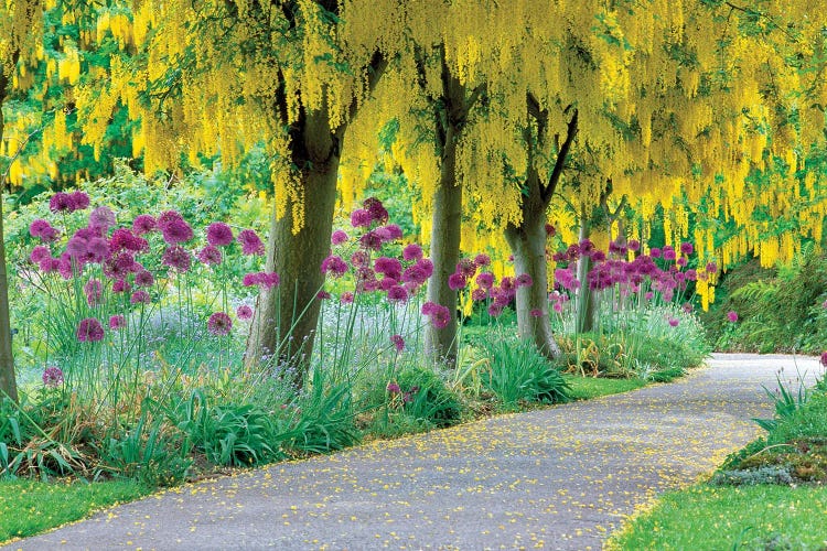 Colorful Path by Dennis Frates wall art