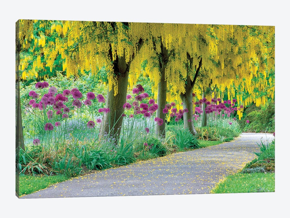Colorful Path by Dennis Frates 1-piece Canvas Print