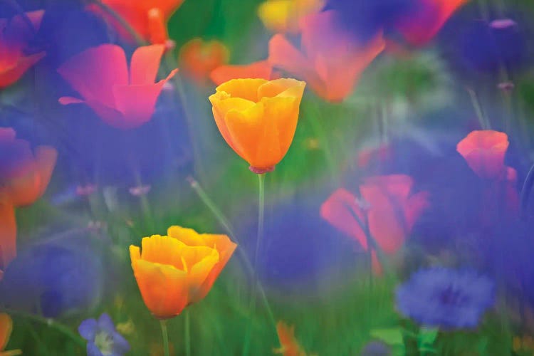Poppy Wildflowers by Dennis Frates wall art