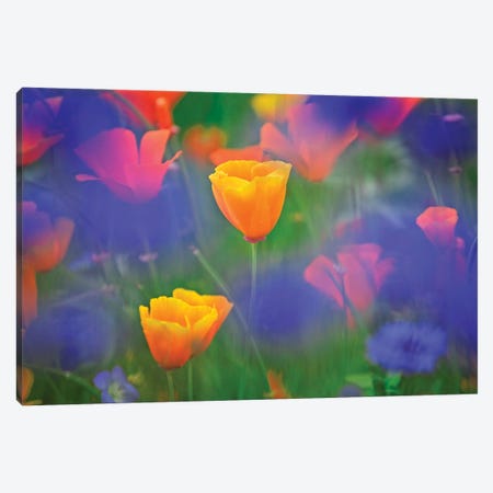Poppy Wildflowers Canvas Print #DEN814} by Dennis Frates Canvas Wall Art