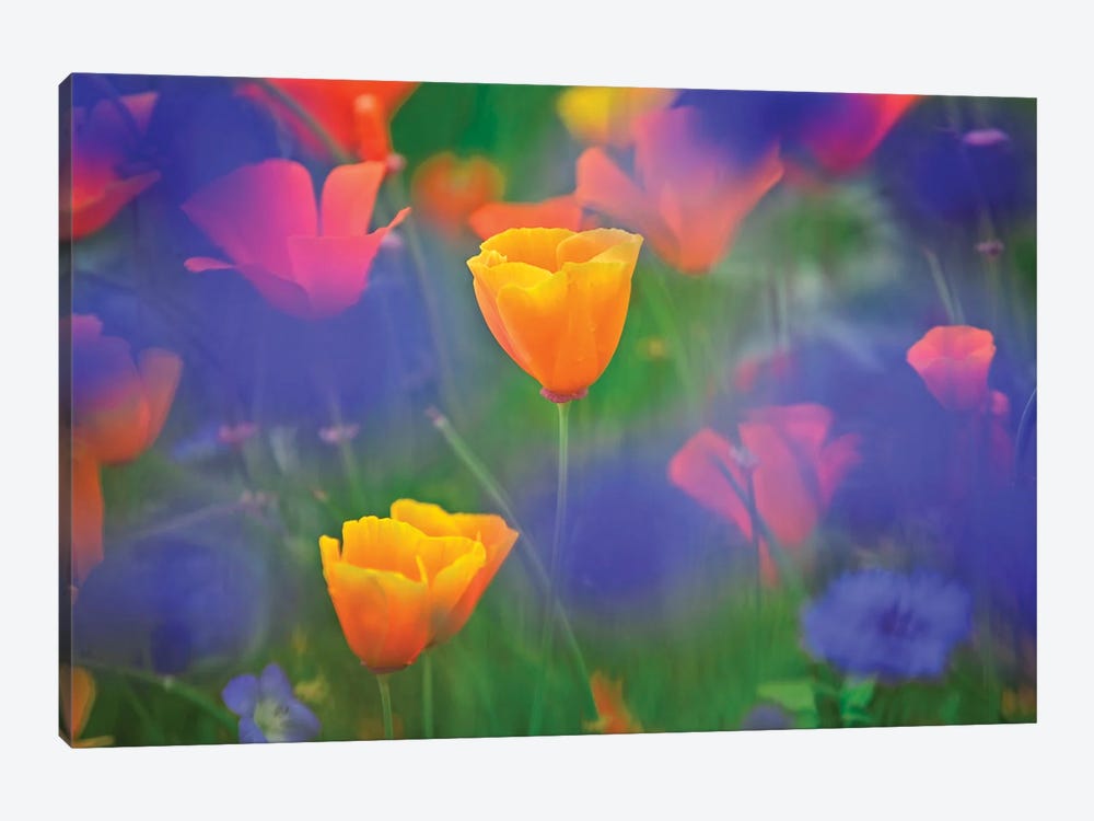 Poppy Wildflowers by Dennis Frates 1-piece Canvas Art