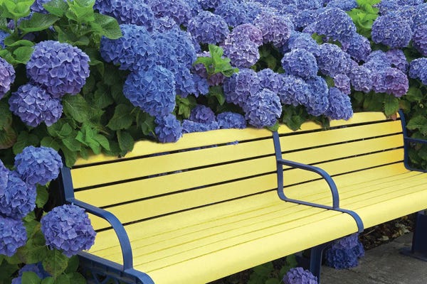 Hydrangeas: Hydrangea Bench by Dennis Frates