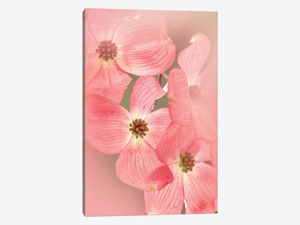 Dogwood Bossoms by Dennis Frates 1-piece Canvas Wall Art