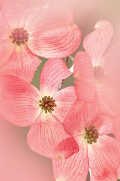 Dogwood: Dogwood Bossoms by Dennis Frates
