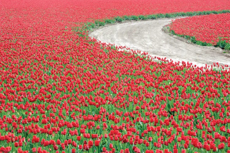 Tulip Road