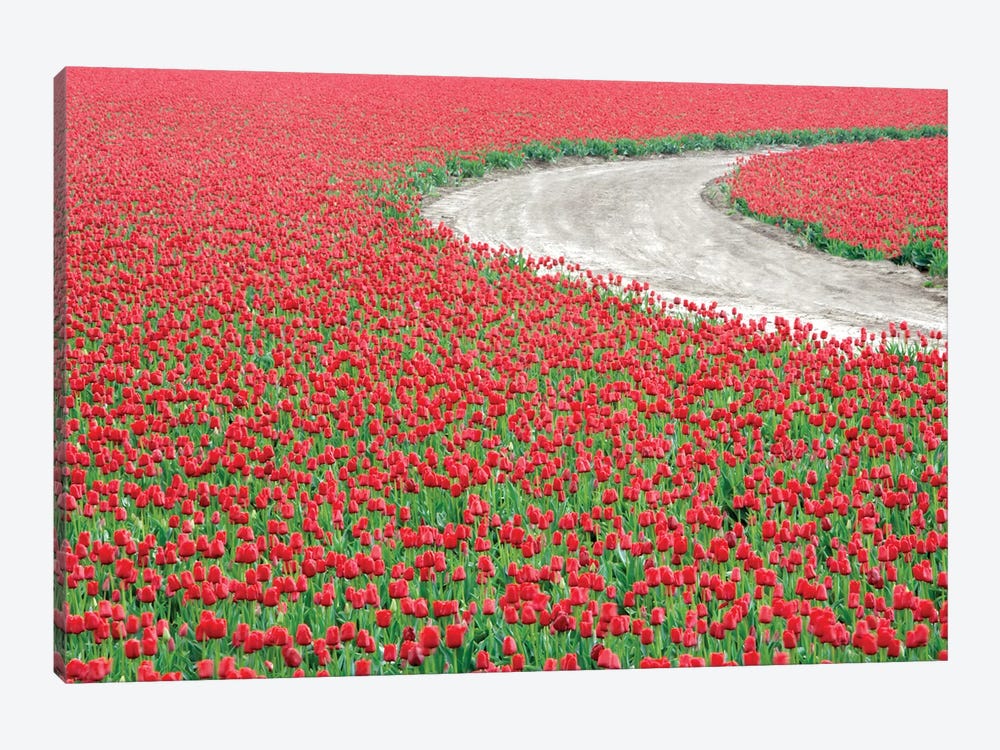Tulip Road by Dennis Frates 1-piece Canvas Art Print
