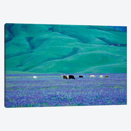 Cows In Lupine I Canvas Print #DEN81} by Dennis Frates Canvas Art Print