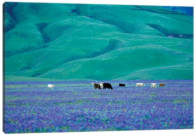 Cows In Lupine I Canvas Art Print - Lupines
