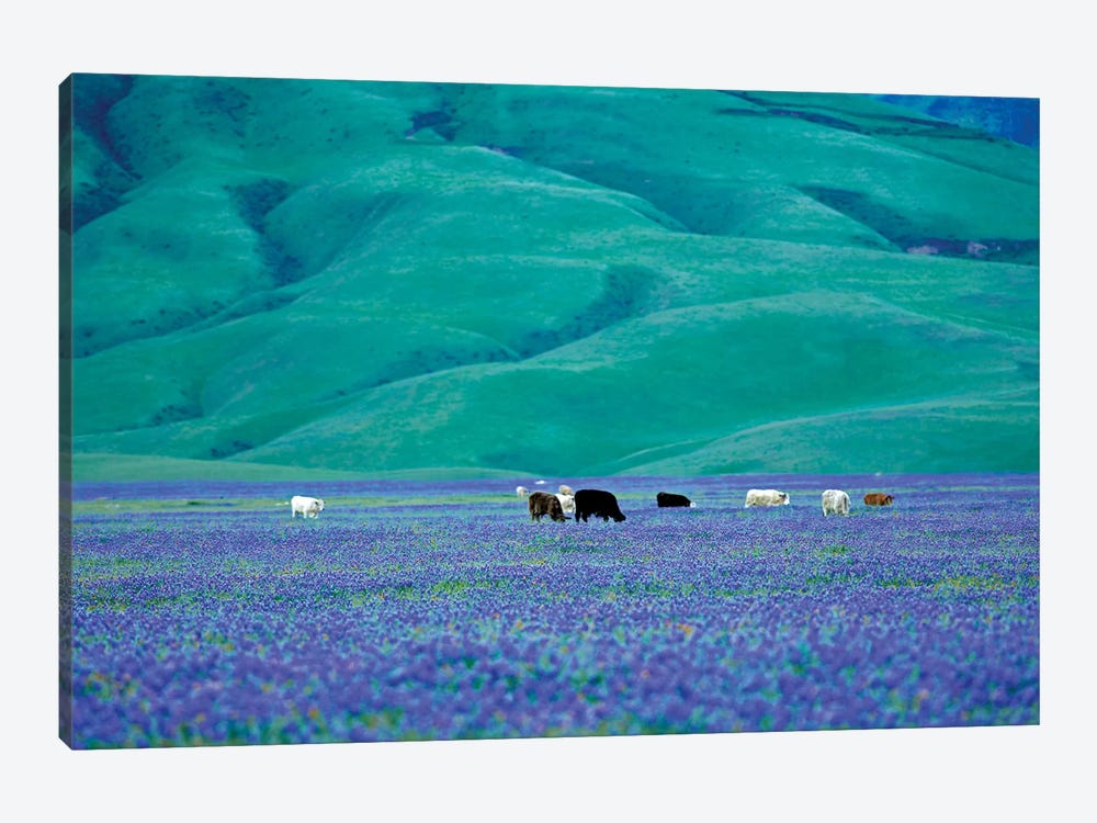 Cows In Lupine I by Dennis Frates 1-piece Canvas Art Print