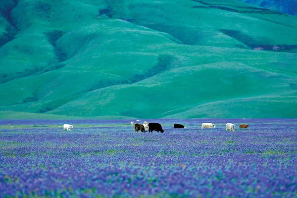 Lupines: Cows In Lupine I by Dennis Frates