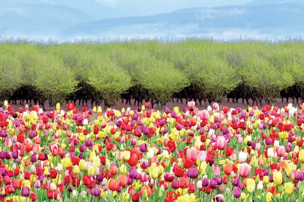 Tulip Filed