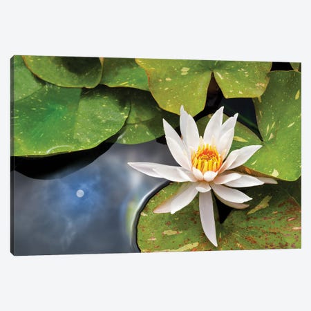Lily And Sun Reflection Canvas Print #DEN822} by Dennis Frates Canvas Wall Art