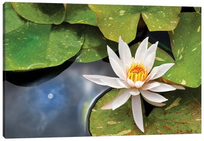 Lily And Sun Reflection Canvas Art Print - Dennis Frates
