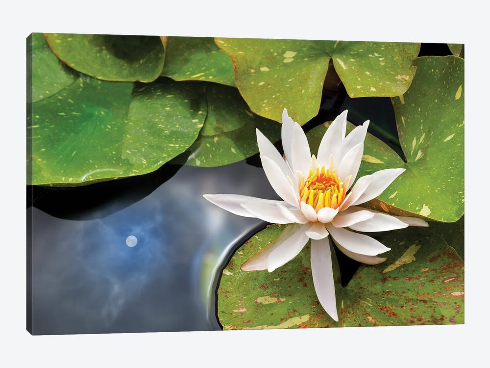 Lily And Sun Reflection by Dennis Frates 1-piece Art Print