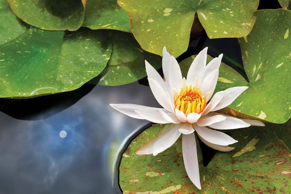 Water Lilies: Lily And Sun Reflection by Dennis Frates