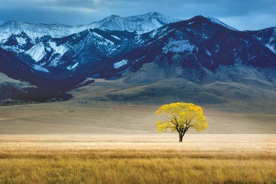 Lone Autumn Tree by Dennis Frates canvas print