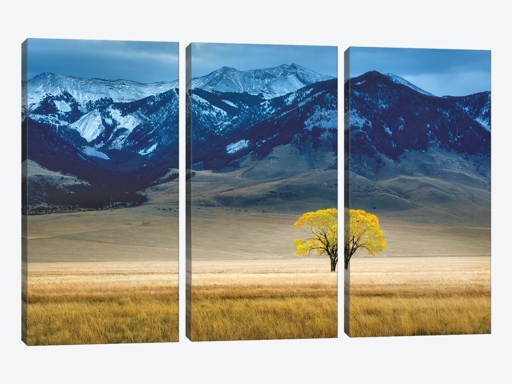 Lone Autumn Tree by Dennis Frates 3-piece Canvas Print