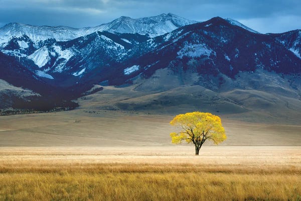 Complementary Colors: Lone Autumn Tree by Dennis Frates