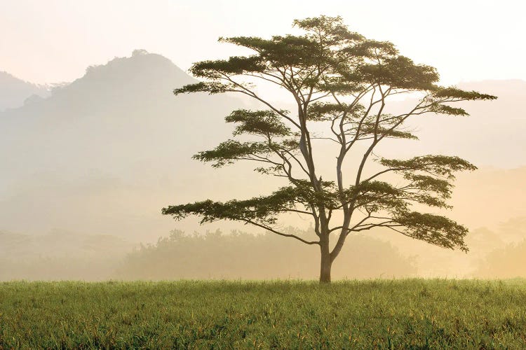 Early Morning Tropical Tree by Dennis Frates wall art