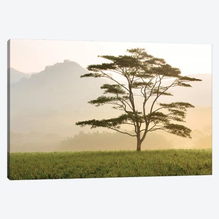 Early Morning Tropical Tree Canvas Print #DEN825} by Dennis Frates Art Print