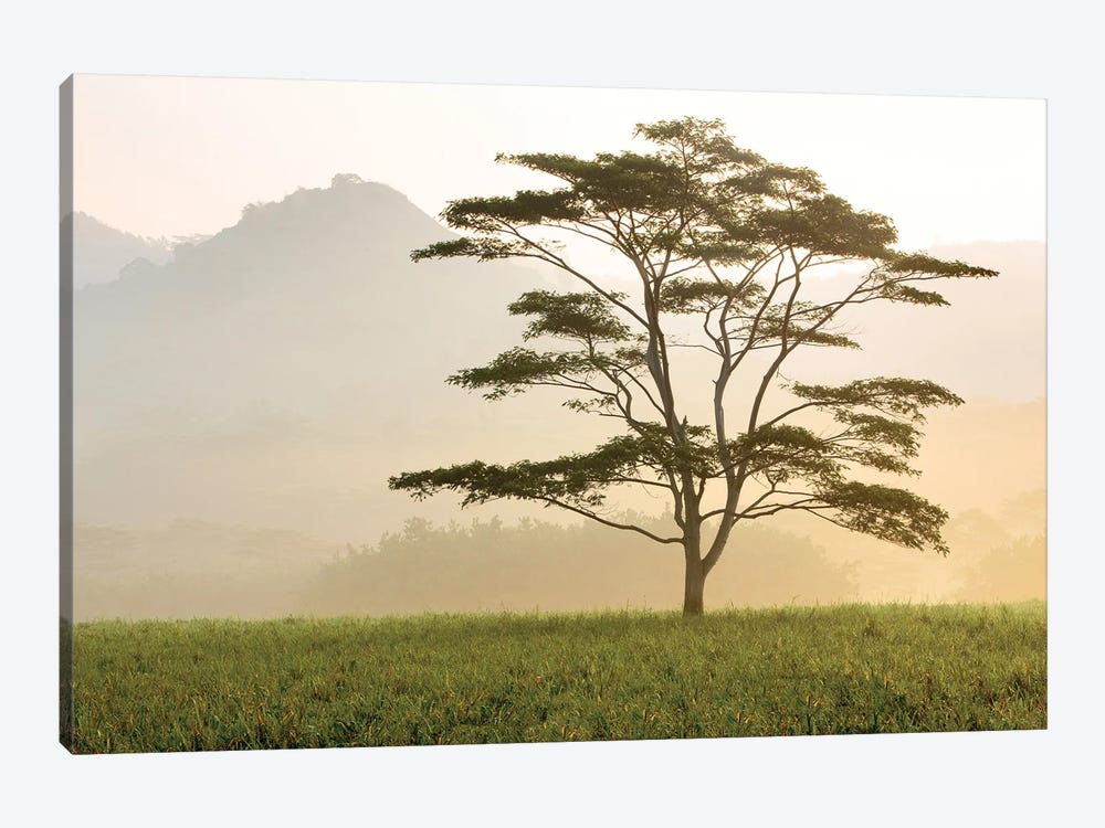 Early Morning Tropical Tree by Dennis Frates 1-piece Canvas Artwork