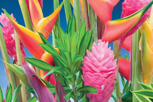 Macro Photography: Tropical Flower Arrangement by Dennis Frates