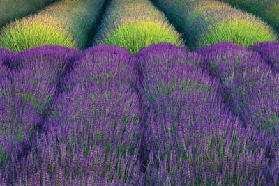 Lavender Rows by Dennis Frates framed canvas print