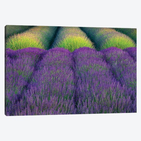 Lavender Rows Canvas Print #DEN829} by Dennis Frates Canvas Art