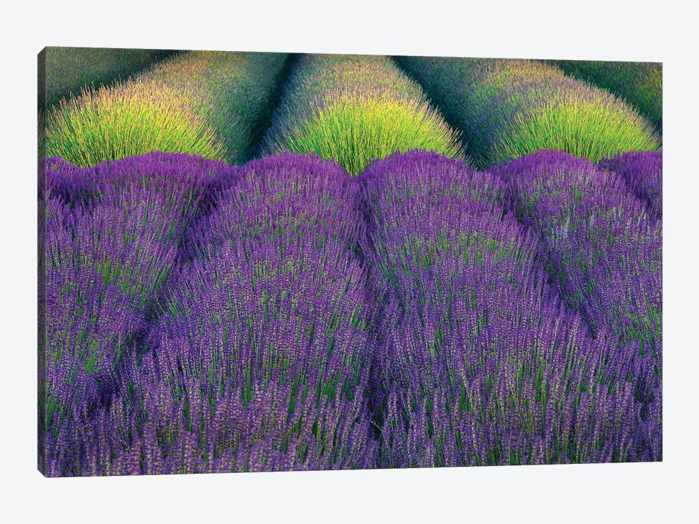 Lavender Rows by Dennis Frates 1-piece Canvas Artwork