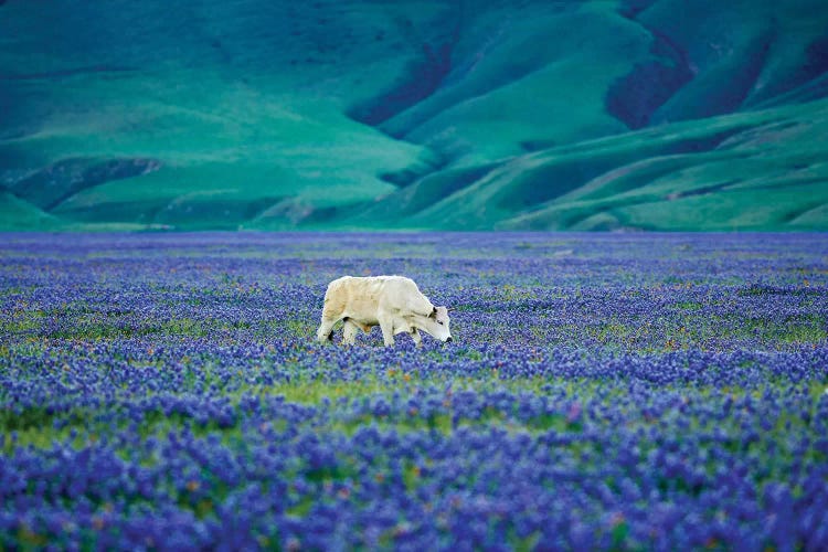 Cows In Lupine II