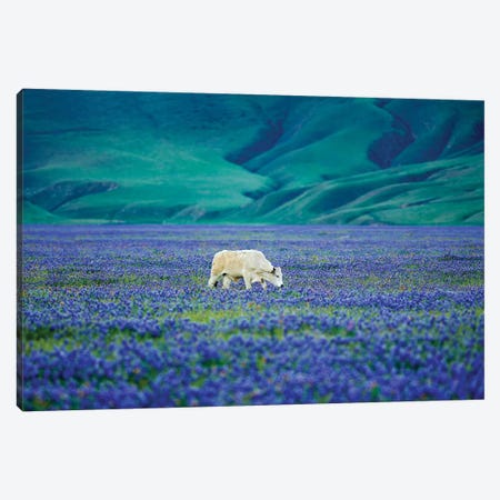 Cows In Lupine II Canvas Print #DEN82} by Dennis Frates Canvas Print