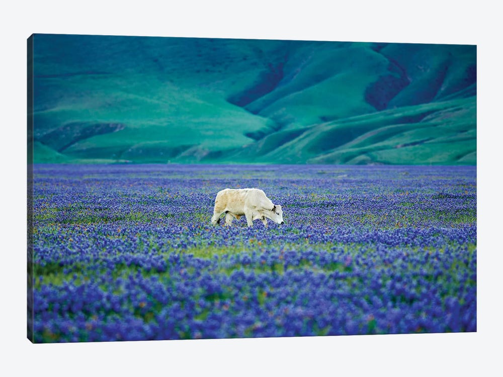 Cows In Lupine II by Dennis Frates 1-piece Canvas Artwork
