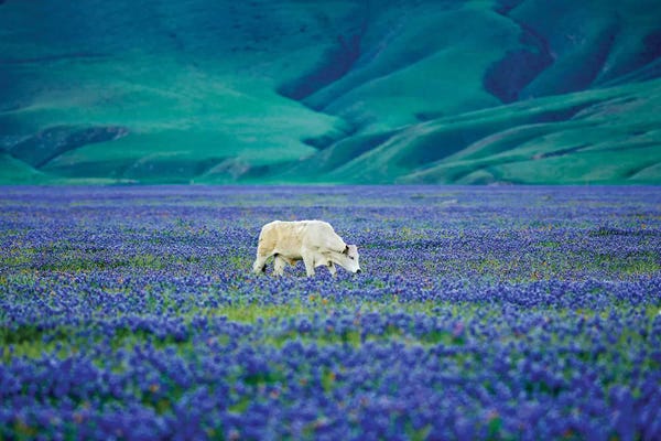 Cows In Lupine II