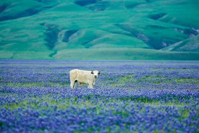 Cows In Lupine III by Dennis Frates canvas print