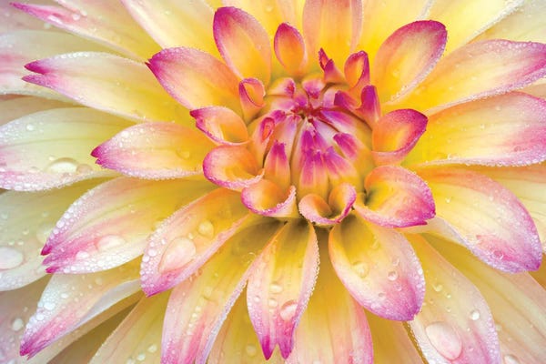 Dahlias: Dahlia Close Up by Dennis Frates